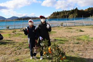 ミカン収穫の様子①