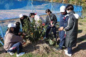 ミカン収穫の様子②