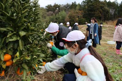 みかんを収穫する児童たち