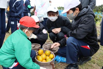 収穫したみかんを集める児童たち