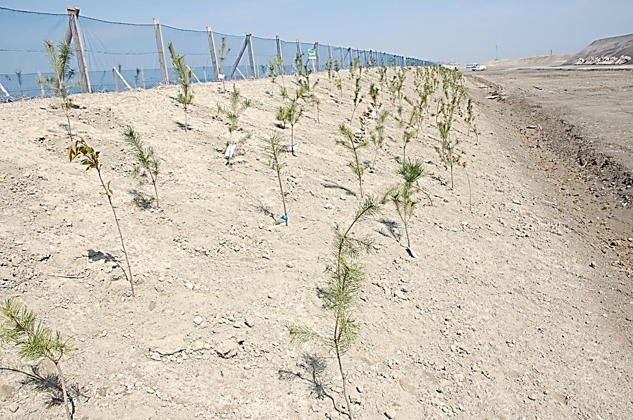 支援頂いたクロマツの苗木(植栽後)の写真