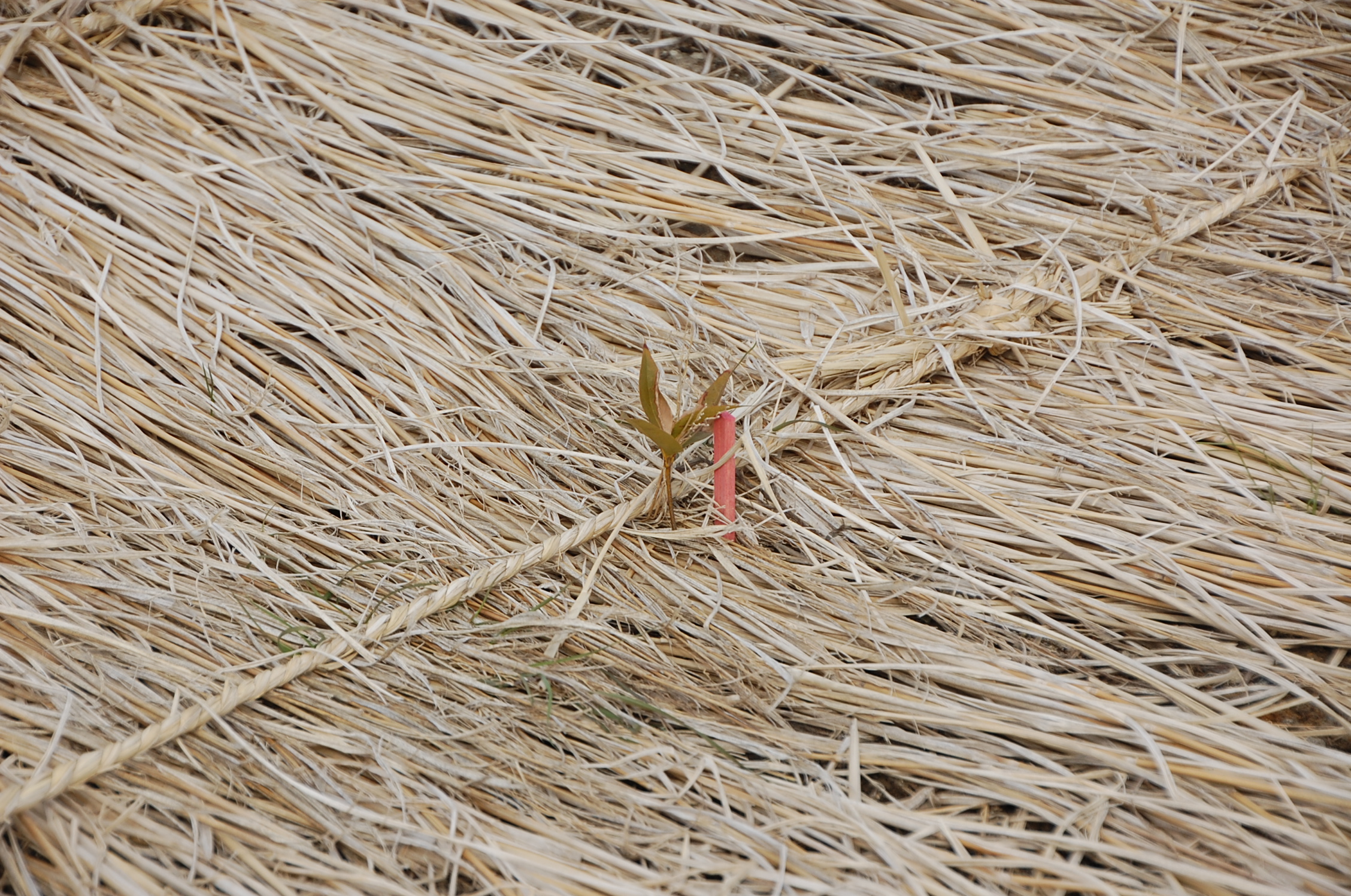 工事のさなかにも出ていた芽の写真