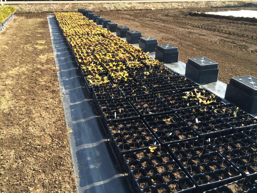 プロジェクト第1弾でポットに植え付けしたどんぐりの現在の写真