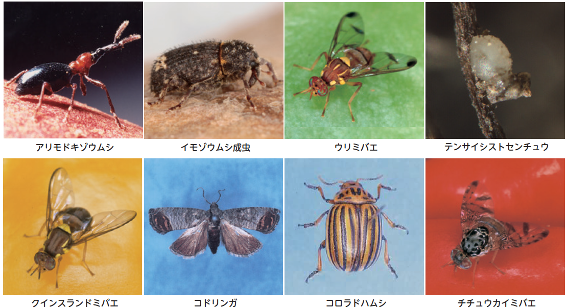 主な害虫