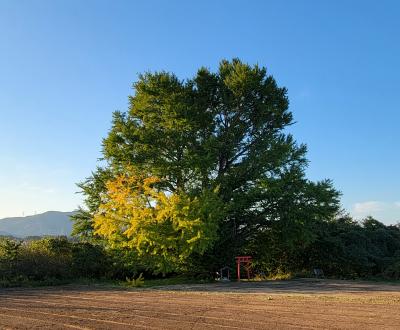 白幡のいちょう